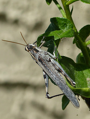 Grey Bird Grasshopper - 27 October 2016