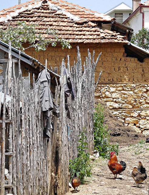 Goricë e vogel