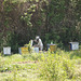 Пасека / At the apiary