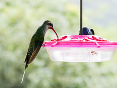 Green Hermit Hummingbird female, Asa Wright Nature Centre, Trinidad