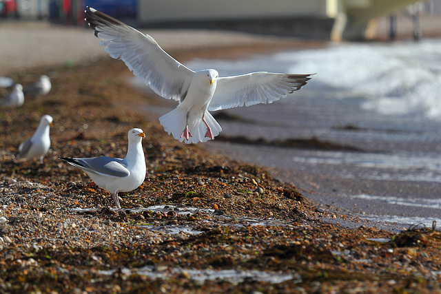 EOS 60D Unknown 08 54 48 9192 EverydayWeymouth dpp