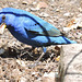 Indigo Buntings