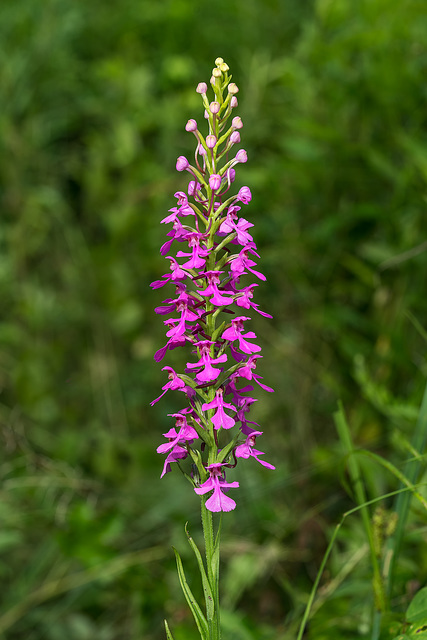 Platanthera peramoena (Purple Fringeless orchid)