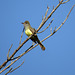 Great crested flycatcher - Myiarchus crinitus