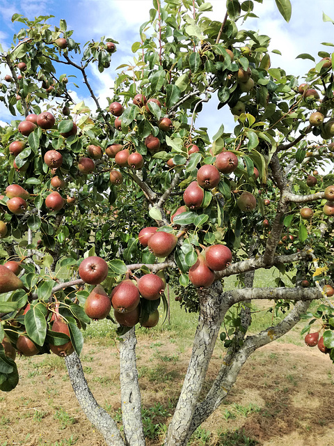 Pêra Rocha "Rock Pear" at half way