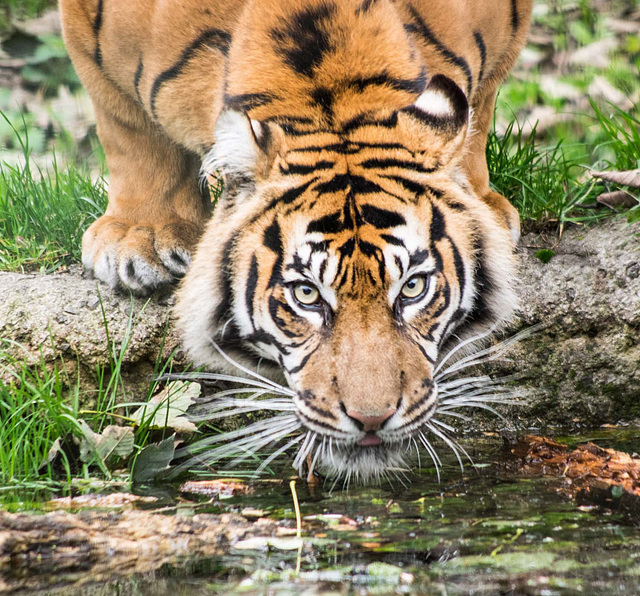 Tiger drinking 2