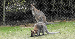 20190901 5538CPw [D~VR] Bennett-Känguru, Vogelpark Marlow