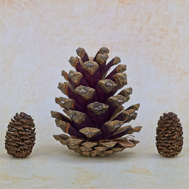 Pine Cones