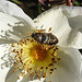 20200521 7664CPw [D~MI] Bibernell-Rose (Rosa spinosissima), Seidenhaariger Schnellkäfer (Prosternon tesselatum), Hille