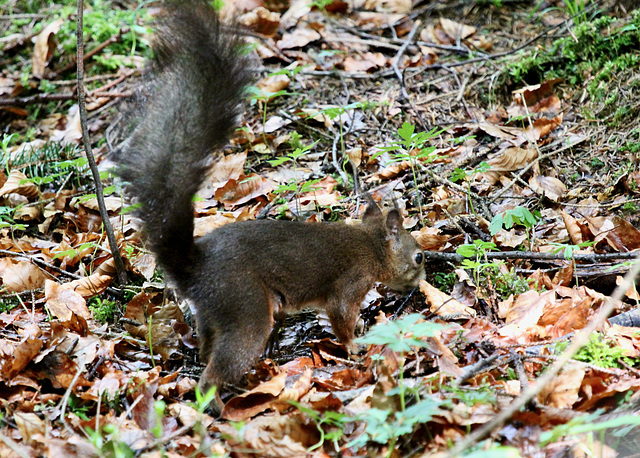 Das Eichhörnchen....