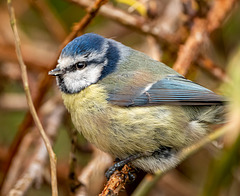 Blue tit