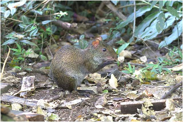 EF7A1860-topaz-denoiseraw-sharpen -1agouti