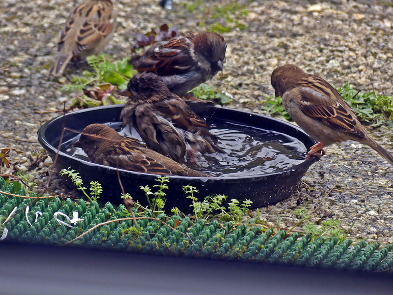 Dans mon jardin