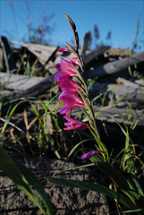 Gladiolus illyricus, Penedos