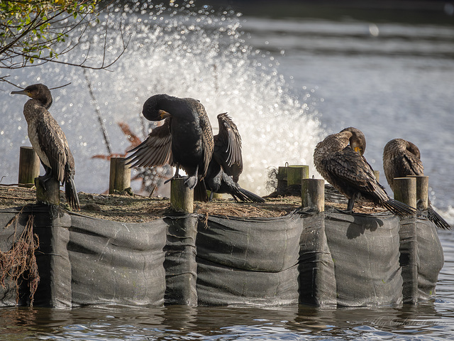 Cormorant Hangout