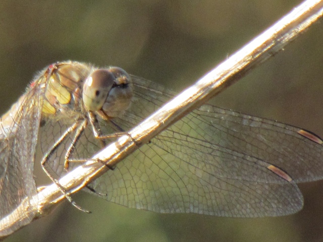 Common Darter - Sympetrum striolatum 01-10-2011 15-57-59