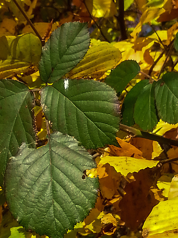 20141123 1353Hw [D~SHG] Herbstlaub, Wesergebirge, Rinteln