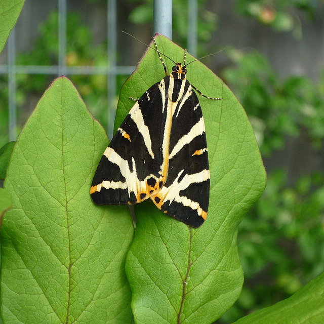 Jersey Tiger