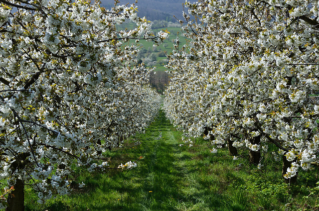 Blütenrausch