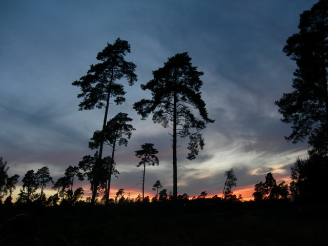 Elle brûle, la forêt ...