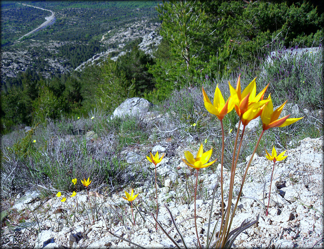 Wild tulips in their element!