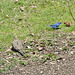 Indigo Buntings