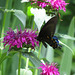 Black swallowtail on monarda