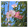 Wild rose - Ouse Estuary Nature Reserve - 11.6.2018