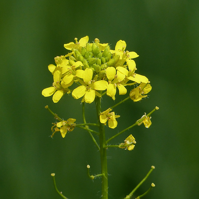 Hedge Mustard