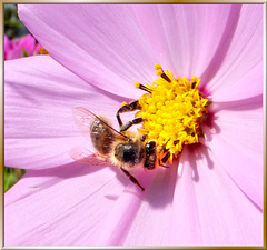Also a bee... ©UdoSm