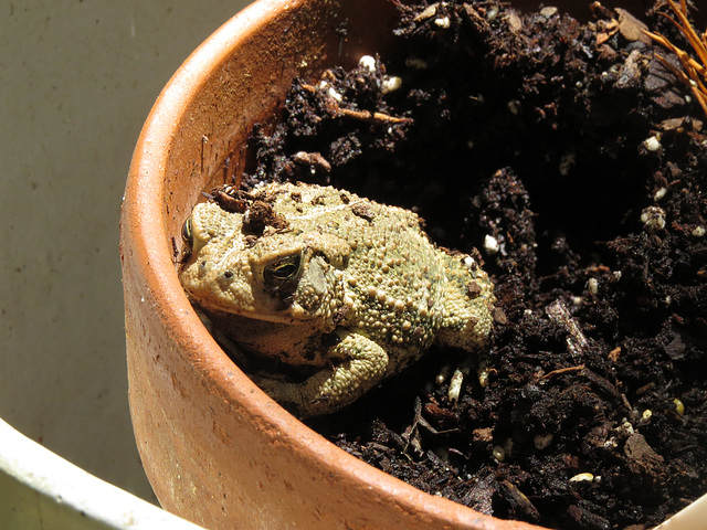 American toad in a flower pot