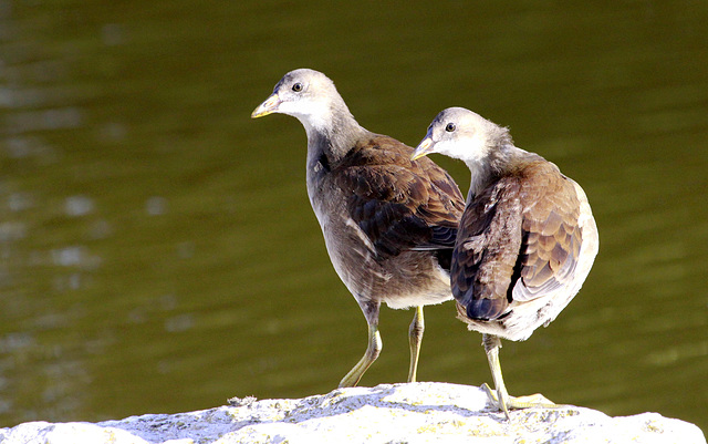 Gallinules