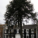 Imperial Hotel Behind The Monkeypuzzle