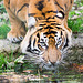 Tiger drinking 3