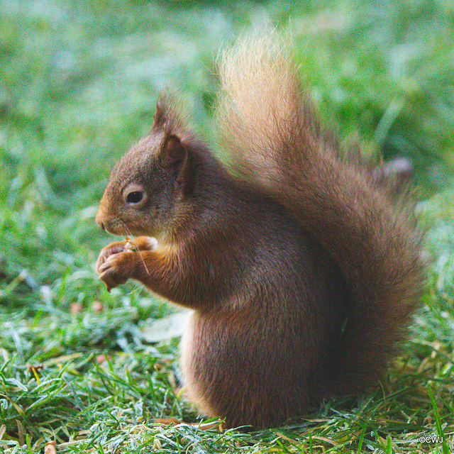 Taking turnabouts with the Pine Marten at the breakfast buffet!