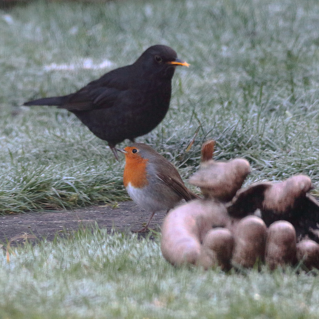 EOS 6D Peter Harriman 10 49 17 10643 BlackbirdAndRobin dpp