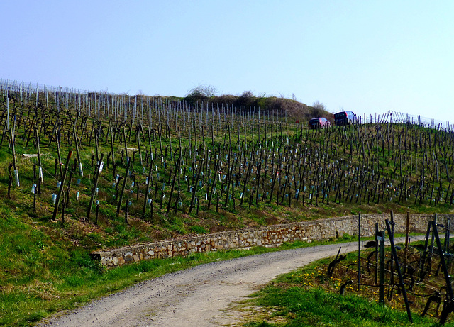 Weinberge