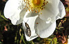 20200521 7666CPw [D~MI] Bibernell-Rose (Rosa spinosissima), Seidenhaariger Schnellkäfer (Prosternon tesselatum), Hille