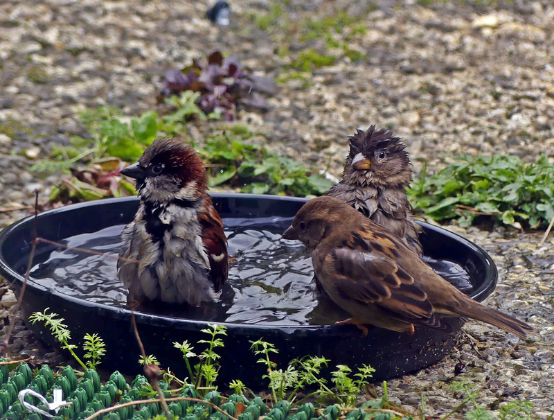 Dans mon jardin