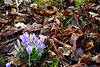 Crocus between old leaves