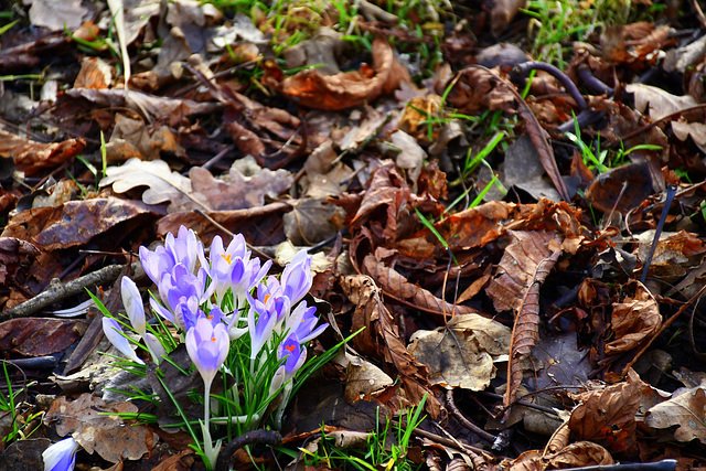 Crocus between old leaves