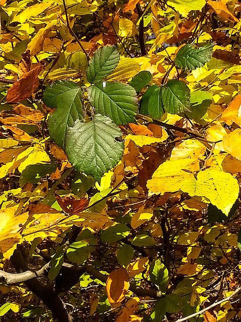 20141123 1354Hw [D~SHG] Herbstlaub, Wesergebirge, Rinteln