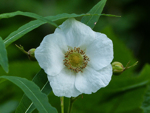 Thimbleberry / Rubus parviflorus