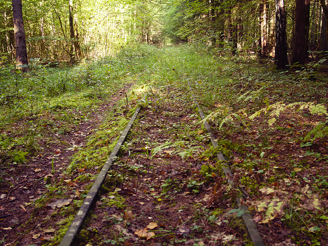 Białowieża