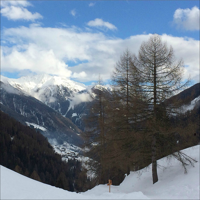 Larches along the way down.