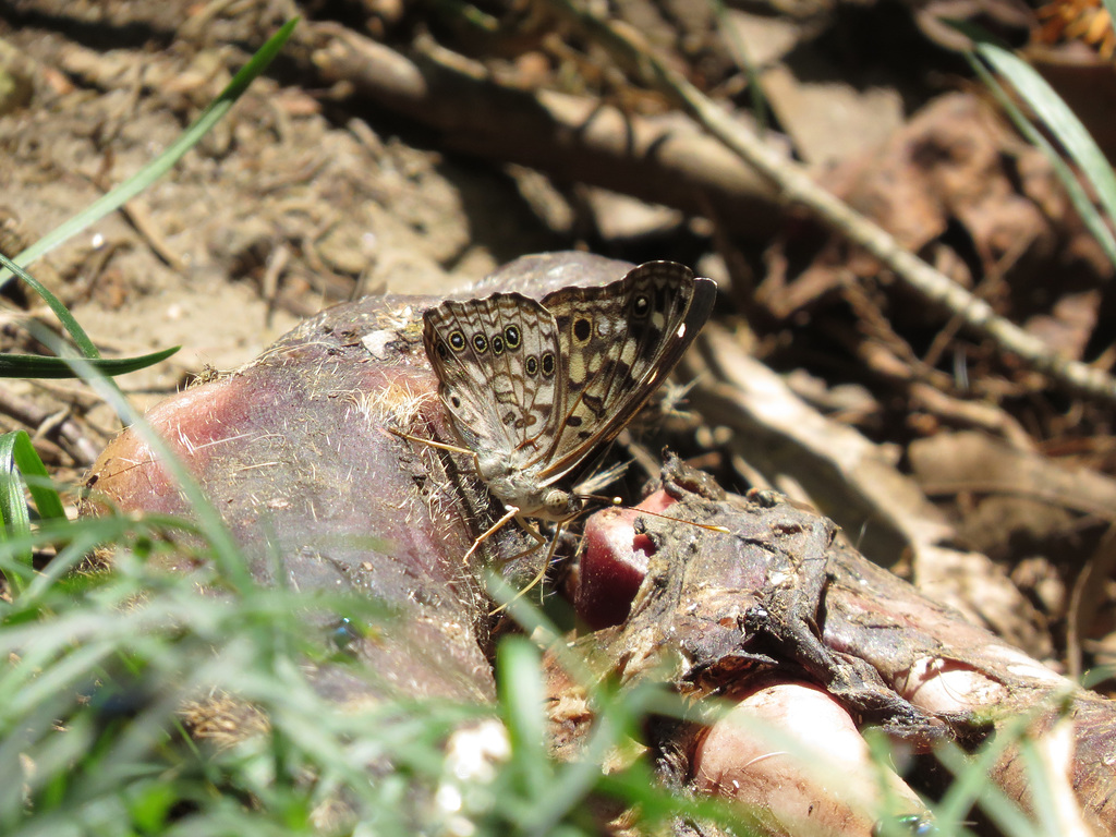 Hackberry emperor butterfly