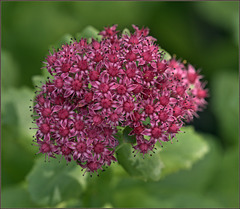 Some sedum in a pot