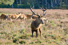 Stag with hinds
