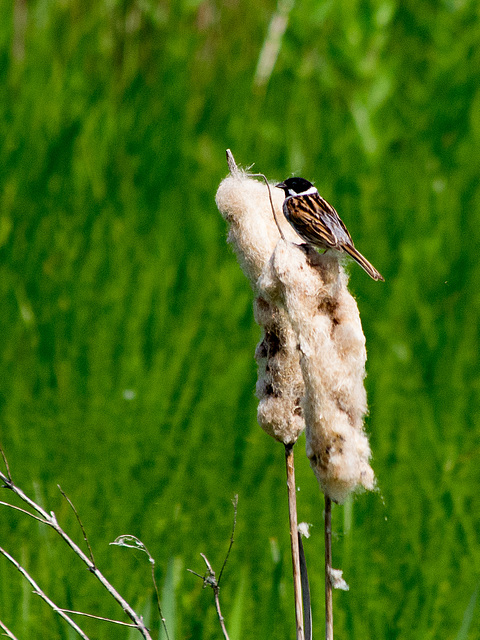 Burton reed bunting