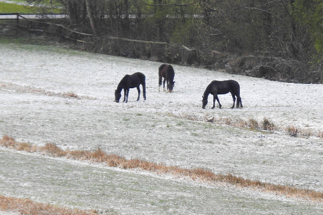 Schneekornweide